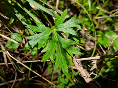 Ranunculus lappaceus