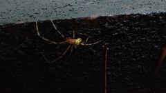 Theridiidae