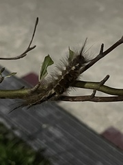 Dasychira chekiangensis