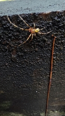 Theridiidae