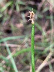 Eleocharis