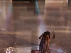 Pseudacris triseriata