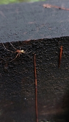 Theridiidae
