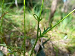 Ranunculus lappaceus