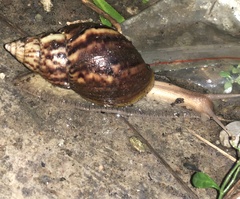 Lissachatina fulica