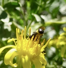 Ceratina cucurbitina