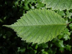 Ulmus glabra