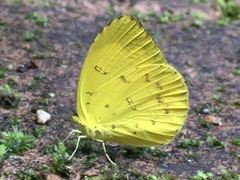 Eurema hecabe hecabe