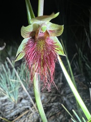 Calochilus paludosus