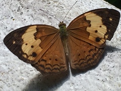Cupha erymanthis lotis