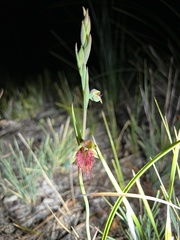 Calochilus paludosus