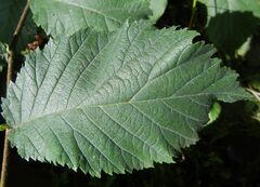 Ulmus glabra