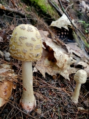 Validae