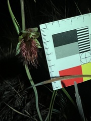 Calochilus paludosus