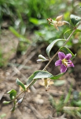 Lycium barbarum