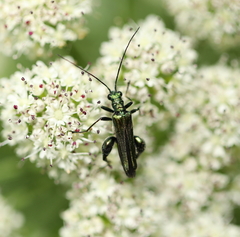 Oedemera nobilis