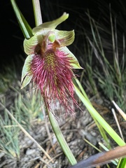 Calochilus paludosus