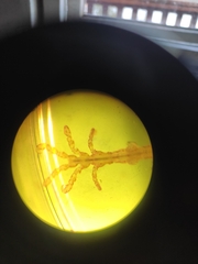 Caprella