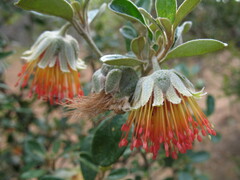 Diplolaena dampieri
