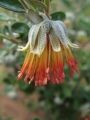 Diplolaena dampieri