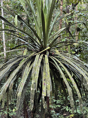 Pandanus clarkei