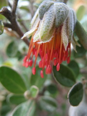 Diplolaena dampieri