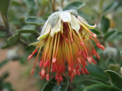 Diplolaena dampieri