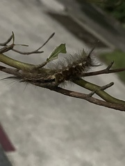 Dasychira chekiangensis