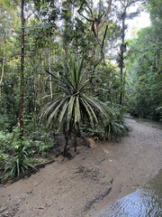 Pandanus clarkei