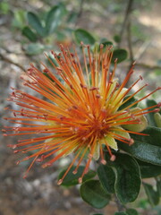 Diplolaena dampieri