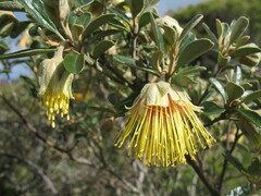 Diplolaena dampieri