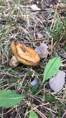 Suillus americanus