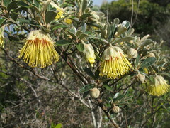 Diplolaena dampieri