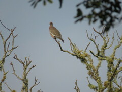 Patagioenas picazuro