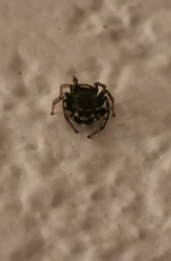 Salticinae