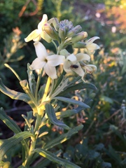 Mathewsia foliosa