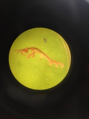 Caprella