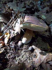 Tylopilus rubrobrunneus
