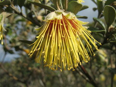 Diplolaena dampieri