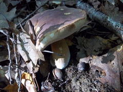 Tylopilus rubrobrunneus