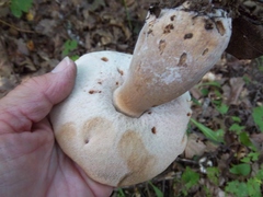 Tylopilus rubrobrunneus