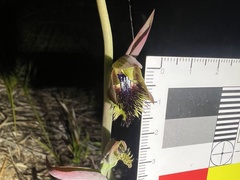 Calochilus campestris