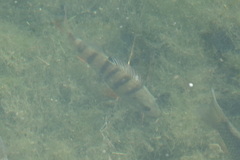 Perca fluviatilis