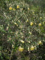 Diplolaena dampieri