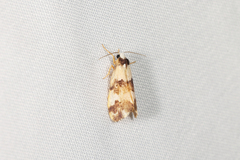 Chezala brachypepla