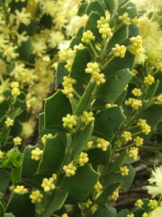 Acacia littorea