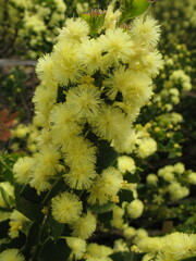 Acacia littorea