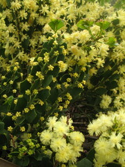 Acacia littorea