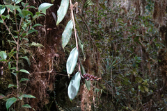 Alpinia