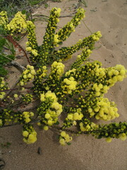 Acacia littorea